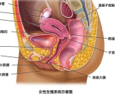 女性生殖系统ppt,女性生殖系统结构与功能概述